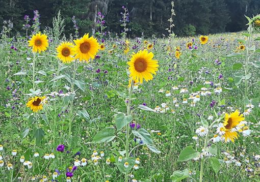 Blühpflanzen für den Bienenstrom wurden in Ottenbronn statt Maismonokulturen angepflanzt. Foto: M. Talmon Gros