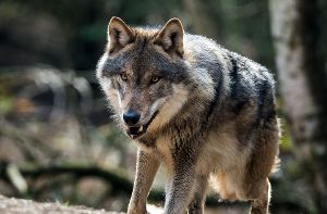 Jetzt steht fest, dass ein Wolf für die vergangene Woche bei Bad Wildbad getöteten Schafe verantwortlich ist. Fraglich ist, ob der Wolf im Nordschwarzwald geblieben ist. (Symbolbild) Foto: dpa-Zentralbild