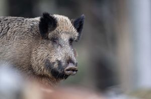 Ein Wildschwein steht im Tierfreigelände im Nationalparkzentrum Lusen im Bayerischen Wald. Foto: dpa/Lino Mirgeler