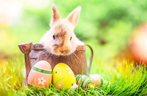 Wie passt der Hase eigentlich zu Ostern? Foto: © drubig-photo – stock.adobe.com