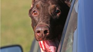 Polizei befreit Hund aus heißem Auto