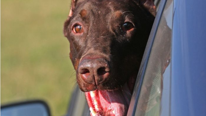 Polizei befreit Hund aus heißem Auto