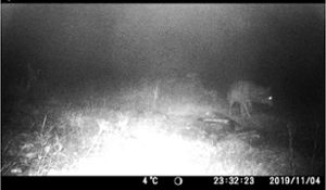 Bereits im November wurde der Wolf von einer Überwachungskamera gefilmt. Foto: Kionka/Screenshot: Mutschler