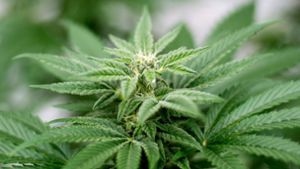 Lauterbach will Cannabis-Legalisierung retten