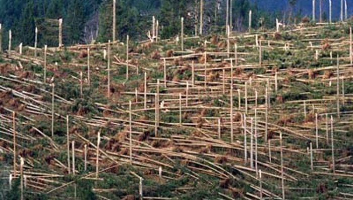 Orkan lehrt neue Forstpolitik
