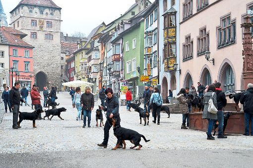 Ein seltener Anblick: Rottweiler Hunde und ihre Besitzer dominieren am frühen  Sonntagmorgen das Geschehen in der Fußgängerzone. Foto: Riedlinger