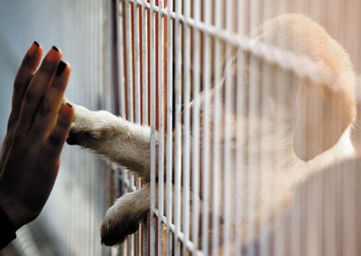 Die Hunde und Katzen wurden kurzfristig im Rottweiler Tierheim untergebracht. (Symbolfoto) Foto: VILevi/ Shutterstock