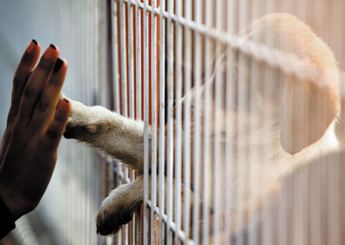 Wilhelma und Tierheime am Limit: Hunde, Katzen und Zoobewohner sind indirekte Corona-Opfer