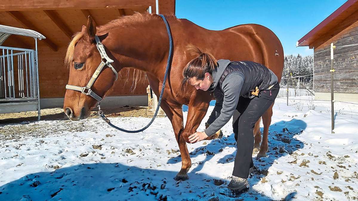 Berufsalltag in Alpirsbach: Pferdeosteopathin gibt Einblicke