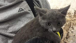 Feuerwehr rettet junge Katze 