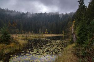 Den Schwarzwald erleben mit der PLus-Karte - ab sofort ist das wieder möglich.  Foto: Nationalpark Schwarzwald / Daniel Müller