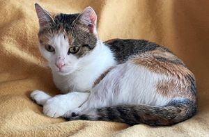 Katze Lia in glücklicheren Tagen: Sie hat nach einer schweren Verletzung einen Vorderlauf verloren. Foto: Fessler
