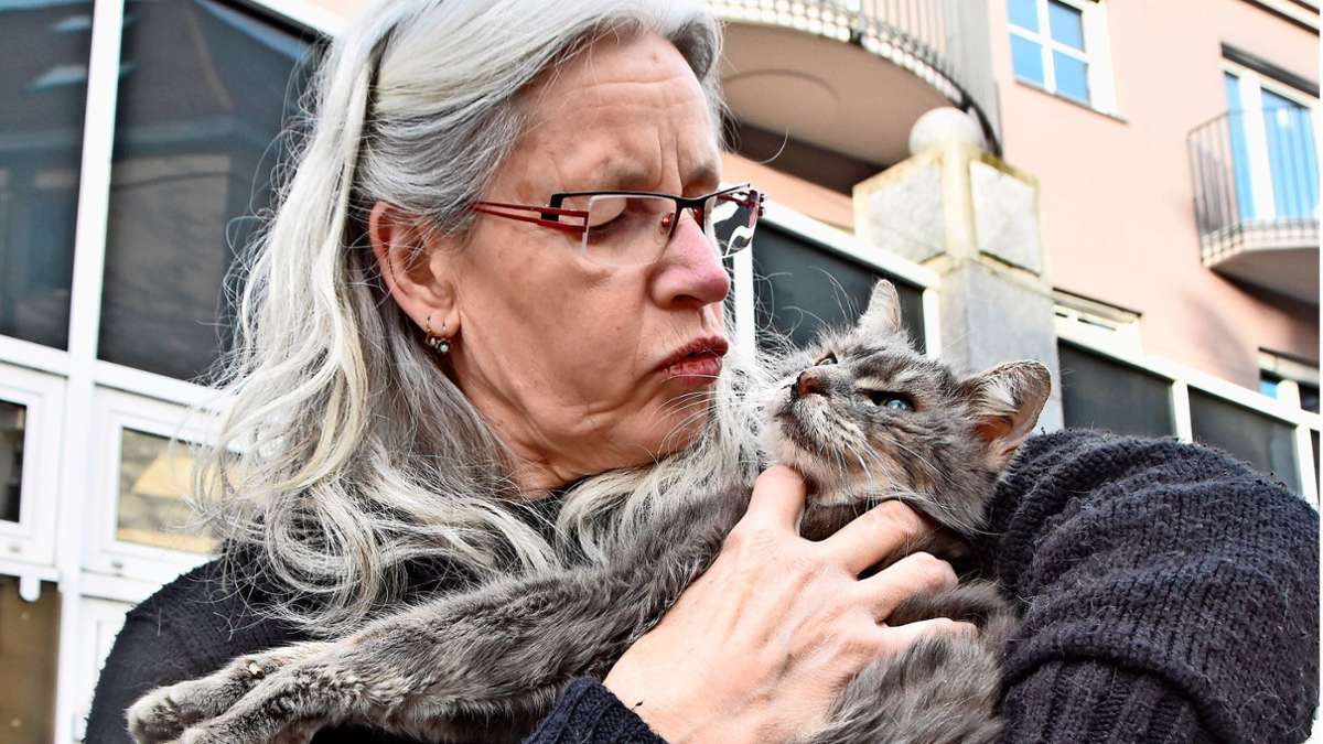 Katze von Dachterrasse geborgen: Tierrettung in Lahr nimmt  ein tragisches Ende