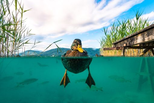 Auch auf Enten kann man beim Schwimmen im Badesee treffen. Foto: Michael Stabentheiner/ Shutterstock