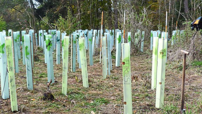 Beitrag fürs Klima: Baumpflanzaktion der Realschule in Bad Dürrheim  geht in die letzte Runde