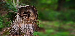 Der Borkenkäfer könnte sich rasant vermehren. Das Forstamt gibt Empfehlungen an die Waldbesitzer. (Symbolbild) Foto: pixabay