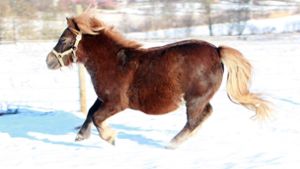 81-Jähriger soll sich an trächtiger Pony-Stute vergangen haben