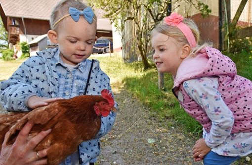 Die Wunder der Hühner entdecken – ein Highlight auf vielen Kinder-Bauernhöfen. Foto: Roland Sigwart