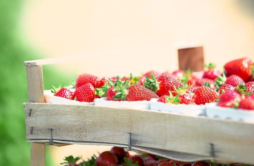 Viele süße rote Früchte: Für die Ortenauer Erdbeerbauern lief die Saison besser als gedacht und deutlich besser als die vergangene. Foto: Verband Süddeutscher Spargel- und Erdbeeranbauer