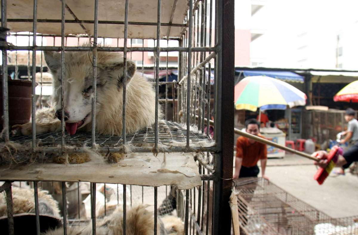 Marderhunde liegen in engen Käfigen auf dem Xin Yuan Markt im chinesischen Guangzhou. Foto: Paul Hilton/epa/dpa