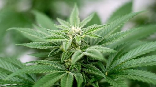 Am 1. April soll Cannabis nach den Plänen der Ampel-Koalition begrenzt für Erwachsene legalisiert werden. Foto: Matt Masin/Zuma Press/dpa