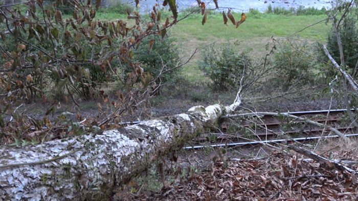 Vorfall in Wolfach: Baum fällt wegen Trockenheit um - wie kann das sein?
