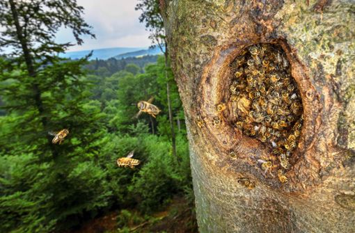 Die Honigbienen, die sich auf der Schwäbischen Alb  fast ausschließlich in Baumhöhlen des Schwarzspechts einquartieren, entstammen  Völkern, die irgendwann Imkern entkommen sind. Foto: /Ingo Arndt