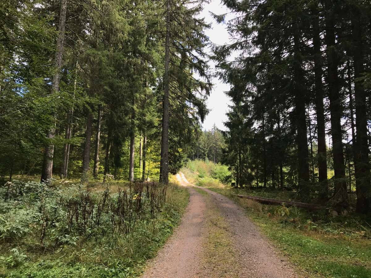 Eine 26-jährige Frau aus Nordrhein-Westfalen wird seit einer Woche vermisst. Sie war zum Wandern in den Schwarzwald gefahren. (Symbolfoto)  Foto: Nicole Vollbrecht/ Shutterstock