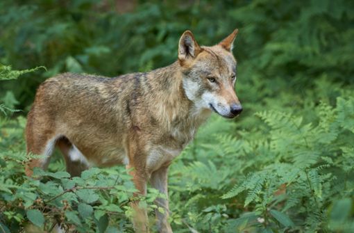 Bisher genießen Wölfe in Europa einen hohen Schutzstatus, auch in Deutschland. (Symbolfoto) Foto: IMAGO/imagebroker/IMAGO/imageBROKER/Raimund Linke