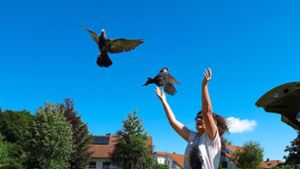 Tauben kreisen mit Pirouetten in den Obernheimer Himmel