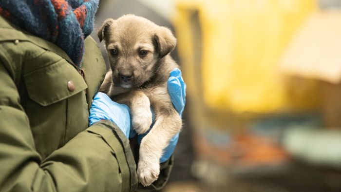 Tierschützer retten zurückgelassene Haustiere