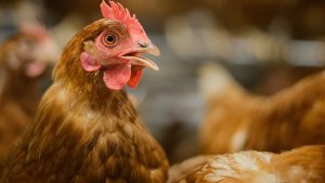 Vogelgrippe bei Huhn nachgewiesen