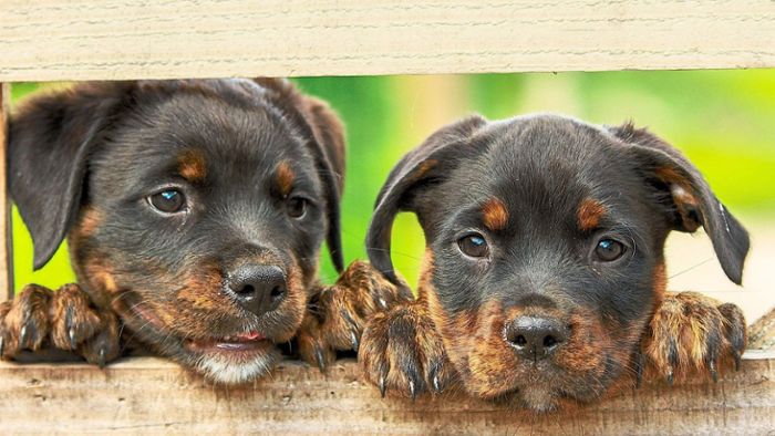 Die Hundesteuer - das sollten Tierhalter wissen 
