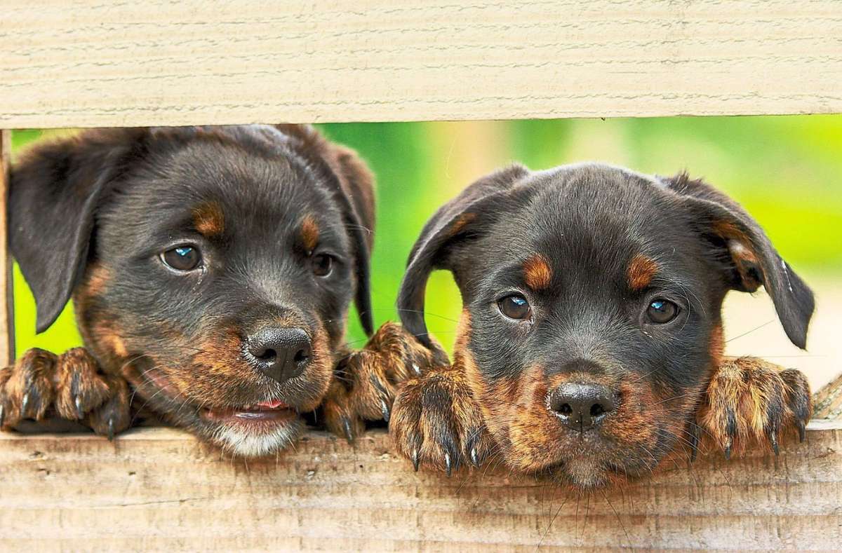 Fragen und Antworten: Die Hundesteuer - das sollten Tierhalter wissen