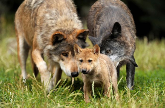 Erster Wolfs-Welpe im Schwarzwald: Wie gefährlich ist ein Rudel für Menschen?