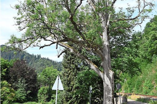 Auch prägende Bäume wie dieser sind Vor Kuhbach vom Eschentriebsterben betroffen und sterben ab. Foto: Sum