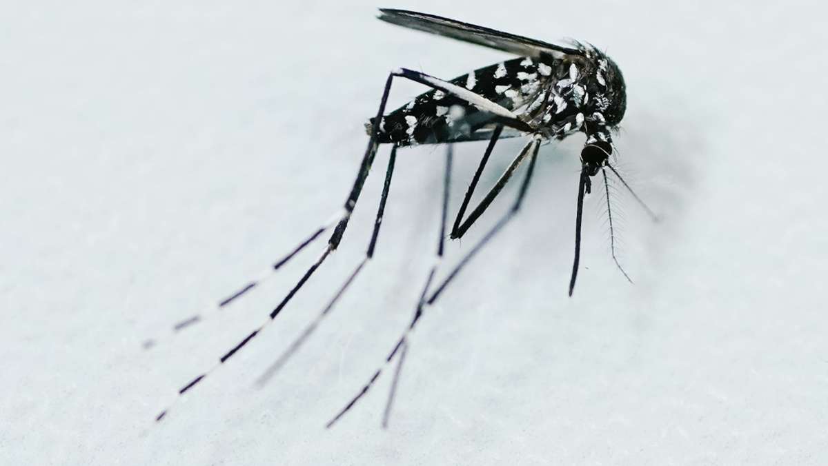 Vorsicht vor   diesen Stechmücken