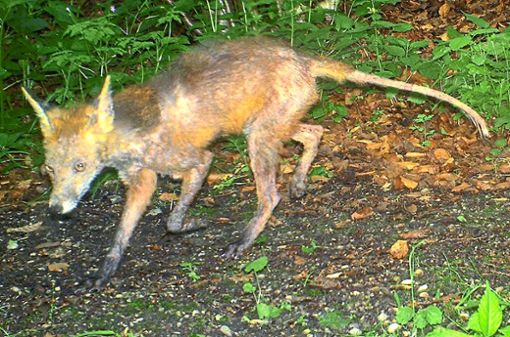 Ein von der Fuchsräude befallener Fuchs. Solche Tiere wurden nun auch im Raum Schramberg gesichtet. Foto: Janko Foto: Schwarzwälder Bote