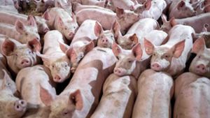 Staatliches Tierhaltungslogo für Fleisch kommt an den Start