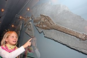 Fossilien aus dem Jurameer gibt es im Werkforum von Holcim zu entdecken. Foto: WFG Foto: Schwarzwälder-Bote