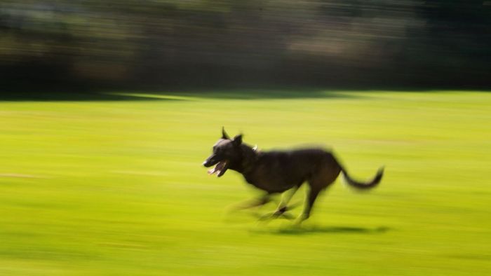Nicht angeleinter Schäferhund rennt in Wohnmobil