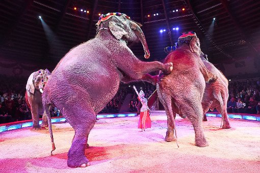 Die Elefanten gehören beim Circus Krone zum Programm. Dafür steht der Zirkus häufig in der Kritik. Foto: Hase