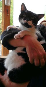 Die Katze Momo, etwa zwei  Jahre alt, sucht ein neues Zuhause.  Foto: Tierschutzverein Foto: Schwarzwälder-Bote