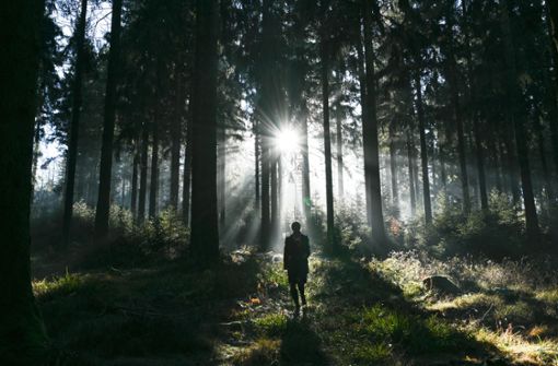 Der Klimawandel bedroht die Idylle des deutschen Waldes immer stärker. Foto: dpa/Arne Dedert