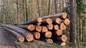 Um in einem sehr bewegten Holzmarkt reagieren zu können, werden auch 2024 Verkäufe aus dem Gechinger Gemeindewald in kurzfristigem Austausch mit den Förstern von den zuständigen Stellen realisiert. Foto: Jeanette Tröger
