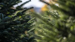 Rund 100 Weihnachtsbäume in Schweighausen gestohlen