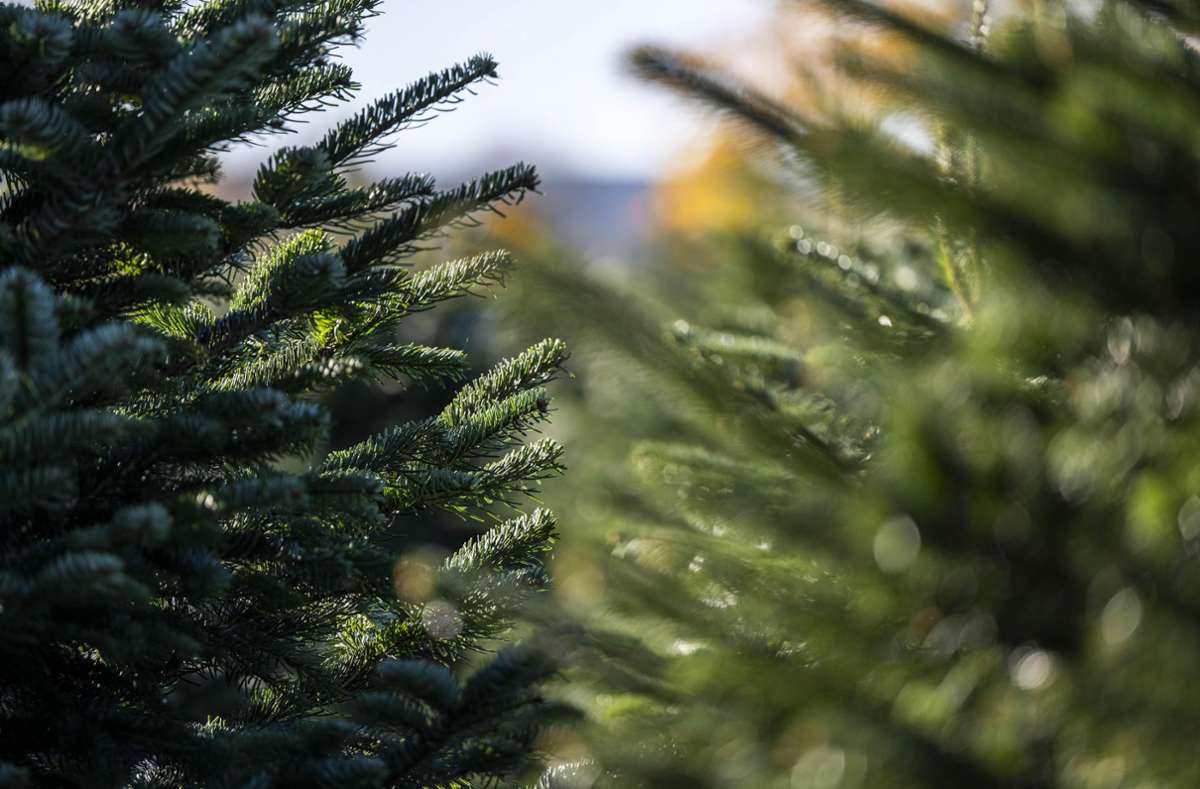 Opfer spricht in der LZ: Rund 100 Weihnachtsbäume in Schweighausen gestohlen