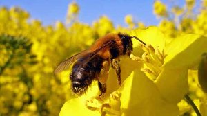 23. Mai: Nach Bienenstich Unfall verursacht