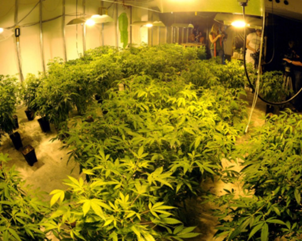 Blaulicht vom 4. Februar: Marihuana-Plantage in ehemaligem