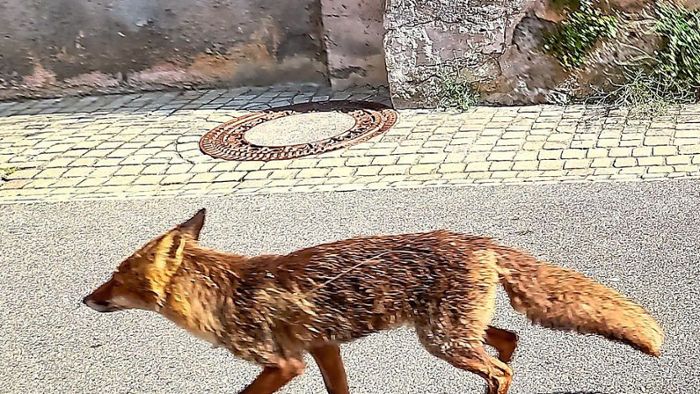 Läuft ein Fuchs durch die Neckarstraße...